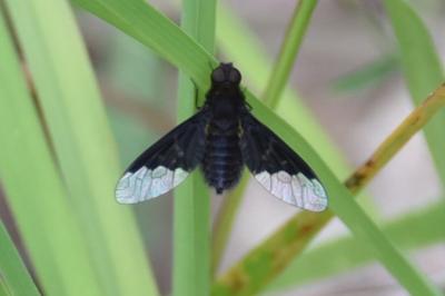 <i>Hemipenthes morio</i>