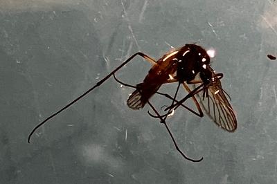 <i>Culex pipiens</i>