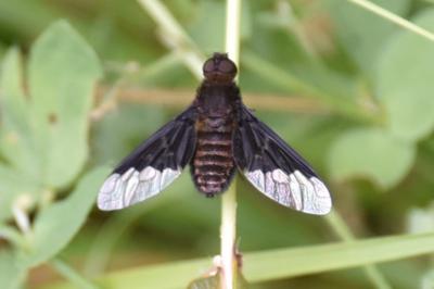 <i>Hemipenthes morio</i>