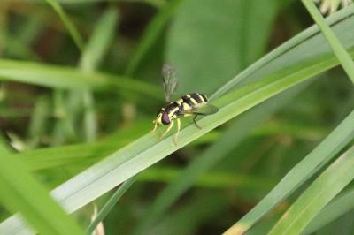 <i>Syrphus</i>
