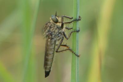 <i>Eutolmus rufibarbis</i>