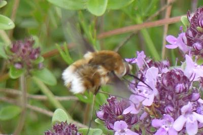 <i>Bombylius cruciatus</i>