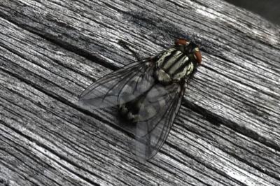 <i>Sarcophaga carnaria</i>
