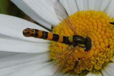 <i>Sphaerophoria scripta</i>