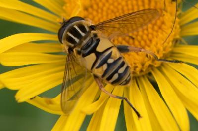 <i>Helophilus pendulus</i>