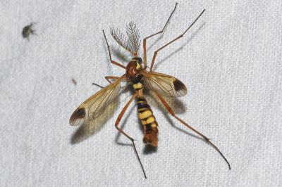 <i>Ctenophora ornata</i>