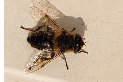 <i>Eristalis tenax</i>