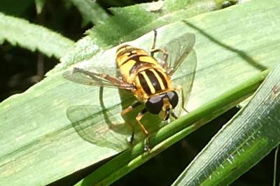 <i>Helophilus pendulus</i>