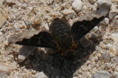 <i>Hemipenthes morio</i>