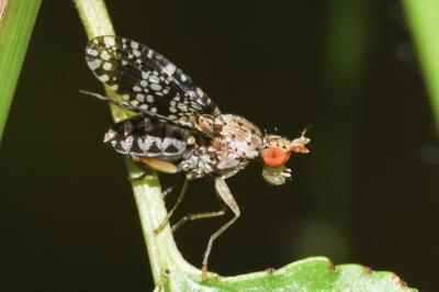 <i>Trypetoptera punctulata</i>