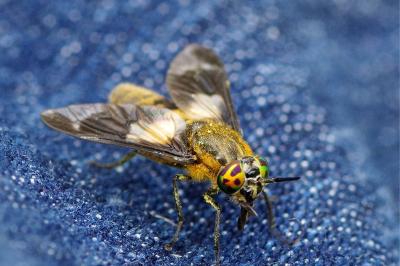 <i>Chrysops caecutiens</i>
