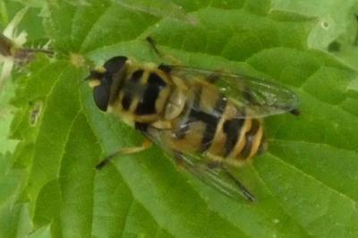 <i>Myathropa florea</i>