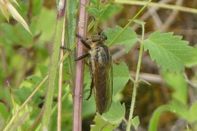 <i>Eutolmus rufibarbis</i>