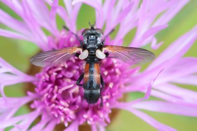 <i>Cylindromyia interrupta</i>