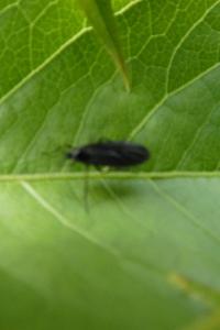 <i>Sciara</i>