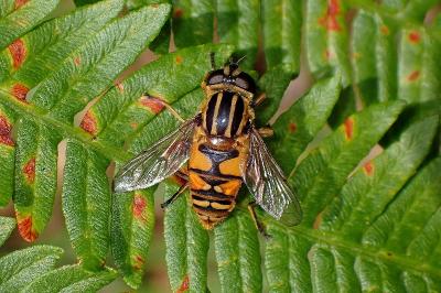 <i>Helophilus pendulus</i>