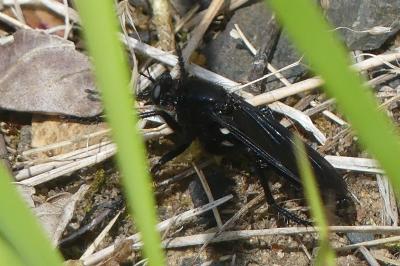<i>Dasypogon diadema</i>
