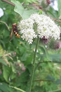 <i>Volucella zonaria</i>