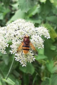 <i>Volucella zonaria</i>