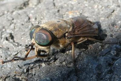<i>Tabanus</i>