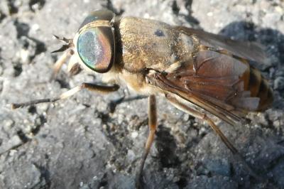 <i>Tabanus</i>