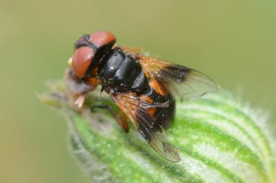 <i>Ectophasia</i>