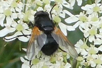 <i>Mesembrina meridiana</i>