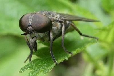 <i>Tabanus</i>