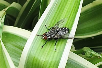 <i>Sarcophaga carnaria</i>