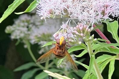<i>Volucella zonaria</i>