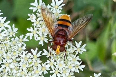 <i>Volucella zonaria</i>