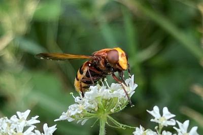 <i>Volucella zonaria</i>