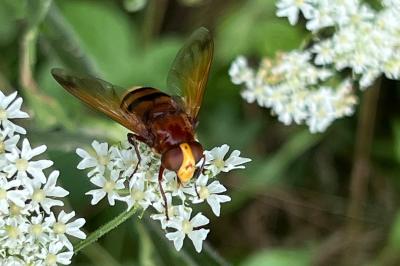 <i>Volucella zonaria</i>