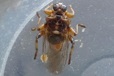 Hippobosca equina