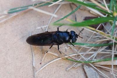 <i>Hermetia illucens</i>