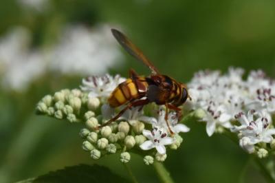 <i>Milesia crabroniformis</i>
