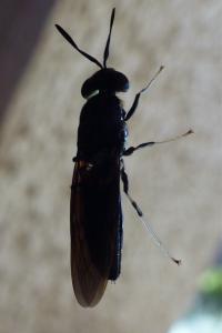 <i>Hermetia illucens</i>
