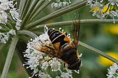 <i>Eristalis pertinax</i>