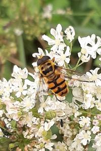 <i>Myathropa florea</i>