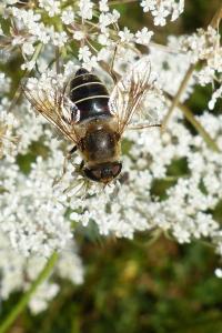 <i>Eristalis</i>