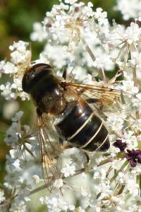 <i>Eristalis</i>