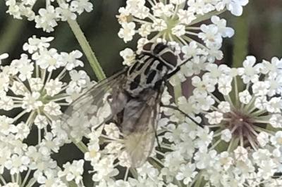 <i>Graphomya maculata</i>