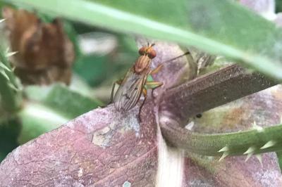 <i>Tetanocera ferruginea</i>