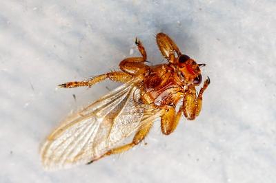 <i>Lipoptena cervi</i>
