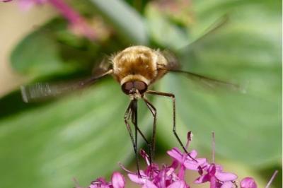 <i>Bombylius cruciatus</i>