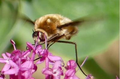 <i>Bombylius cruciatus</i>