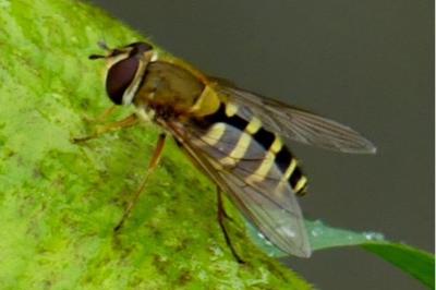 <i>Syrphus ribesii</i>