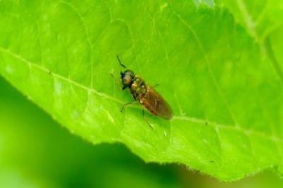 <i>Chloromyia formosa</i>