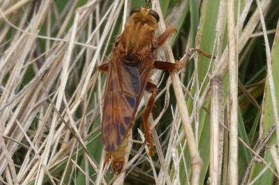 <i>Asilus crabroniformis</i>