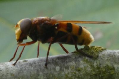 <i>Volucella zonaria</i>